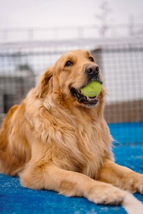 金毛犬叼球惬意躺卧