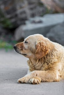 趴地休憩的金毛犬