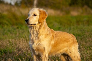 田野中的金毛犬