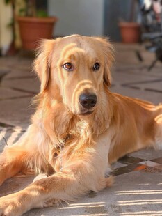 趴着的金毛犬