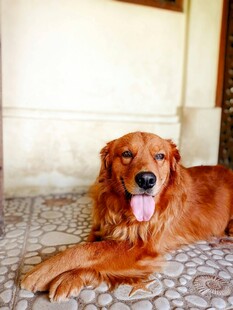 趴地吐舌的可爱金毛犬