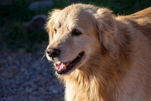阳光下的金毛犬