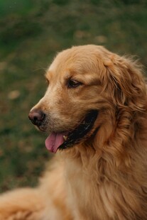 阳光下的金毛犬