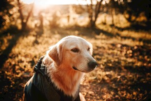 阳光下的金毛犬