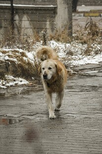 雪地中漫步的金毛犬