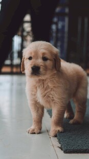 可爱小金毛站在室内地板上