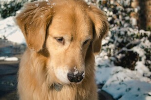 雪中金毛犬