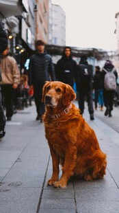 街头独坐的金毛犬