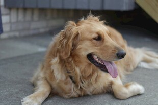 趴地金毛犬惬意模样