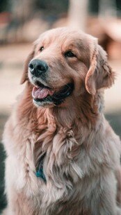 可爱金毛犬的惬意瞬间