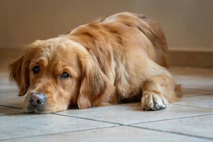 趴着的金毛犬