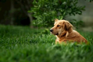 草地上的可爱金毛犬