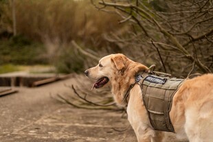 户外戴装备的金毛犬