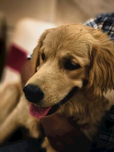可爱金毛犬的温馨瞬间