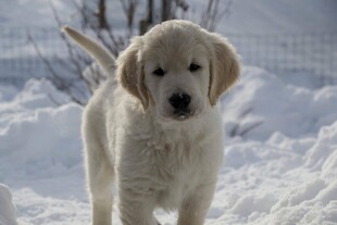 雪地中的可爱小金毛犬