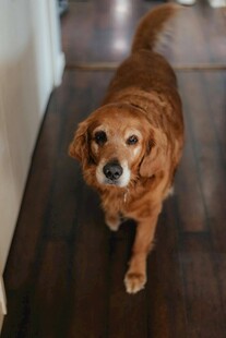 可爱金毛犬在木地板上行走