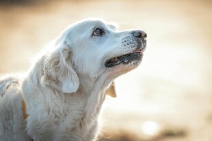 仰头的金毛犬