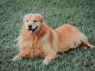 金毛犬惬意躺于绿草地