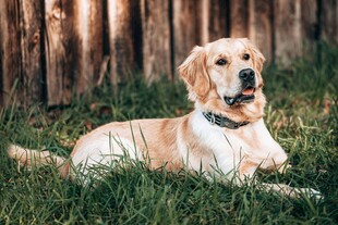 金毛犬悠闲卧于草地