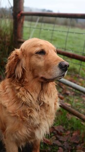 户外站立的金毛犬