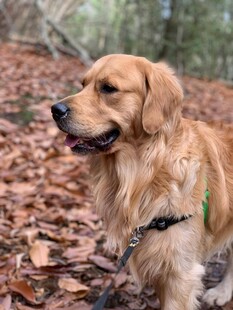 林间漫步的金毛犬