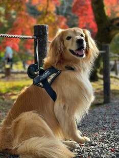 秋日里的可爱金毛犬