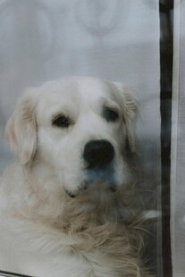 窗边的温顺金毛犬