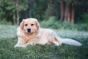 草地上休憩的金毛犬