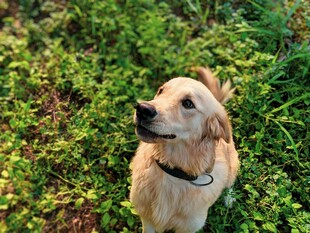 草地中的可爱金毛犬