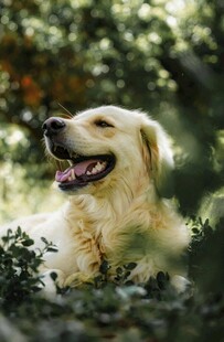 阳光下惬意的金毛犬