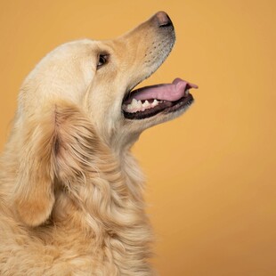 仰头的金毛犬