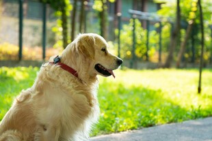 阳光下的金毛犬