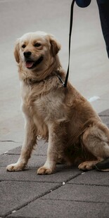 拴绳的可爱金毛犬