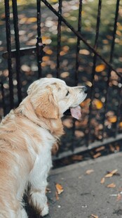 金毛犬望向围栏外