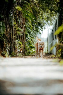 林间小道一人漫步其中