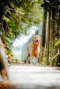 林间漫步的金毛犬