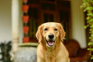 可爱金毛犬户外开心模样
