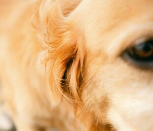 可爱金毛犬的眼部特写