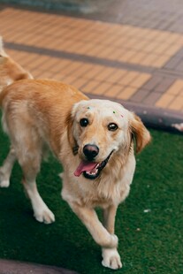 可爱金毛犬在绿色地面行走