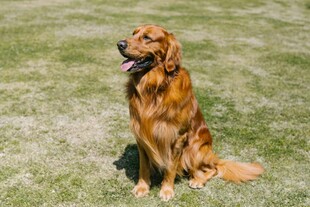 阳光下的金毛犬