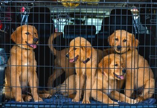 笼中可爱金毛幼犬