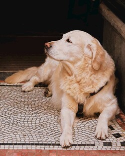 趴卧的金毛犬