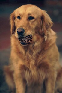 叼物的金毛犬