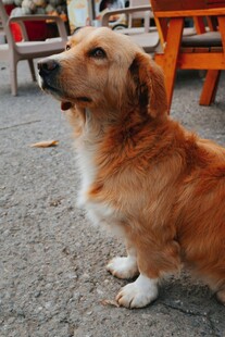 可爱金毛犬户外仰头