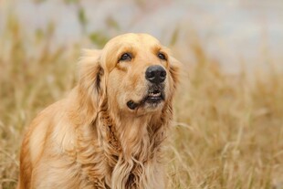 金黄毛发的帅气金毛犬