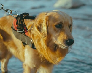 海边拴绳的金毛犬