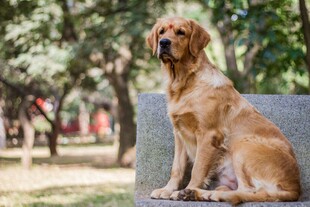 金毛犬端坐于户外长椅