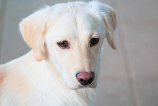 可爱拉布拉多犬特写