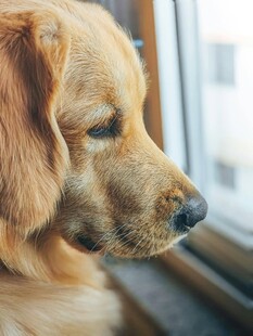 窗边金毛犬的安静侧影