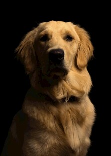 可爱金毛犬的特写